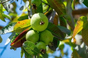 guava leaves for wrinkles