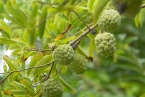 Benefits of Custard Apple