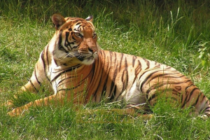 Tiger in field