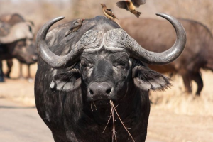 Why do Buffalo Pause while grazing : भैंसें चरते समय क्यों ठहर जाती हैं? जानिए इसके पीछे के कारण