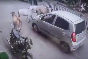 CCTV Video