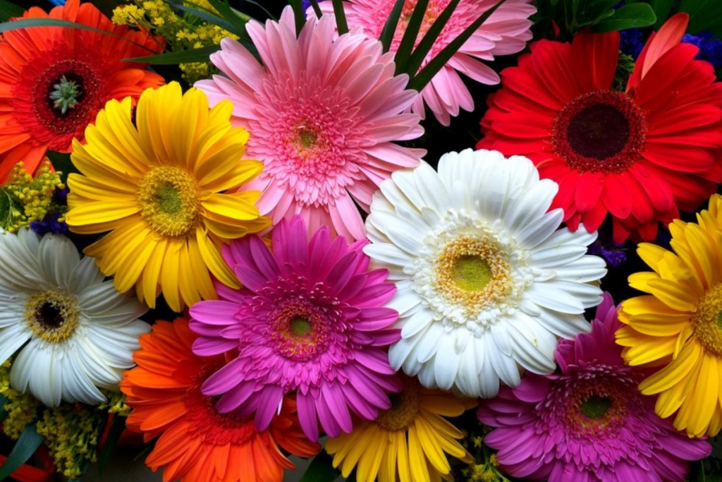 Gerbera