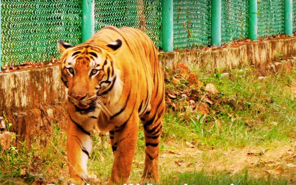 Hazaribagh National Park Tourist Spot Of Jharkhand