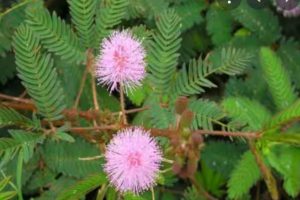 Shami Plant in Home