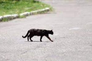 Superstition About Cats