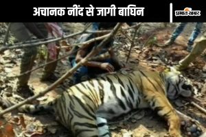 Tigress Zeenat Finally Captured in Bengal