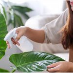 Winter Indoor Plant Care Tips