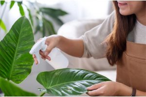 Winter Indoor Plant Care Tips