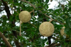 Wood Apple Benefits