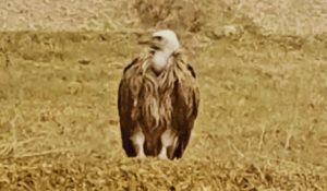 bihar vulture news| Bihar News: Rare species of vulture seen in Jamui