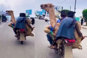 camel ride on bike