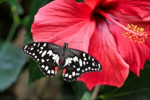 hibiscus tea benefits