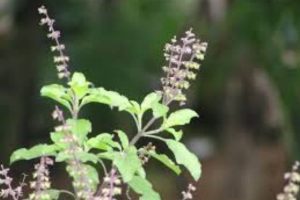 Tulsi Leaves Benefits