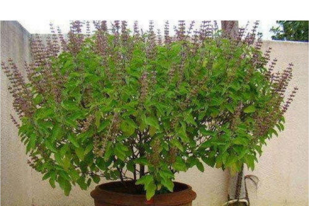 tulsi 2