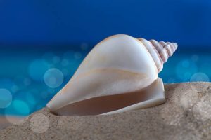 vastu tips for conch shell