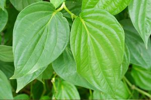 Betel Leaves Vastu Tips