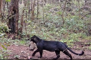 Black Leopard