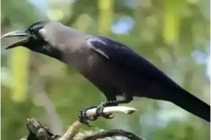 Crow Caws In Front Of House