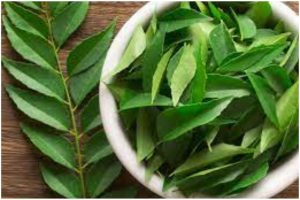 Curry leaves for controlling cholesterol