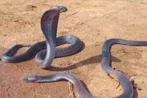 Female snake mourning death of male snake