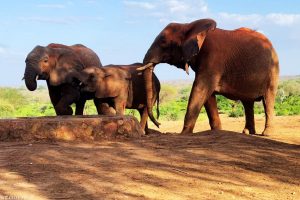 Hazaribagh News Wild Elephants Killed Farmer