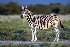 International Zebra Day 2025