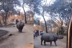 Kaziranga National Park Viral Video