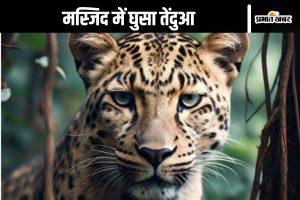 Leopard Attacked on Namaji Maharajganj