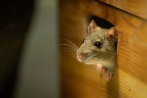 Home remedy to get rid of mice