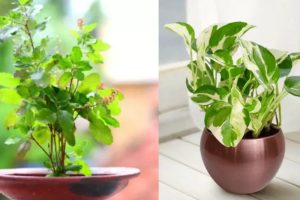 Mony plant and Tulsi Benefits