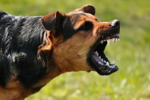 Dogs Bite in muzaffarpur