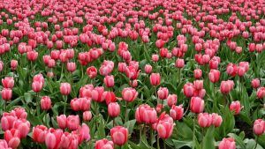 National Tulip Day 2025