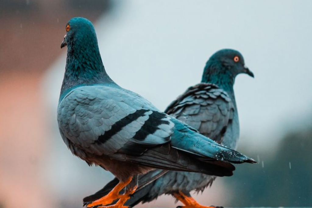 Pigeons