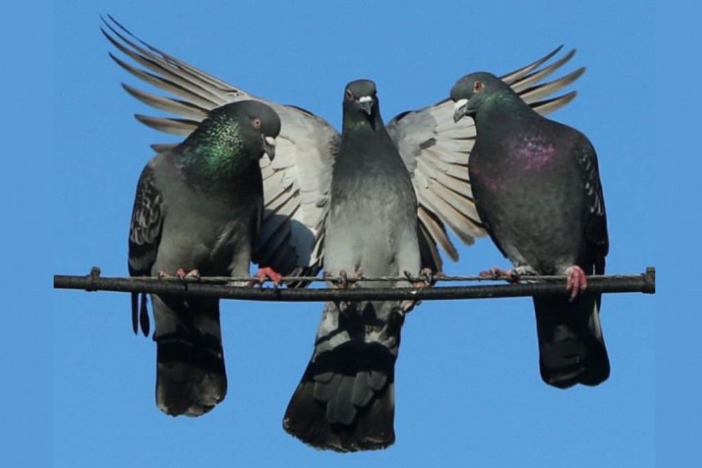 Pigeons 2