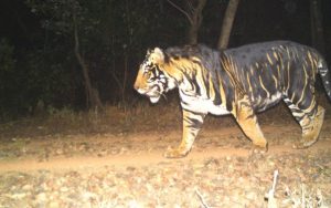 Tiger on Ranchi-Tata NH-33 Creates Havoc