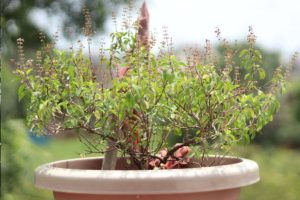 Tulsi Plant Care