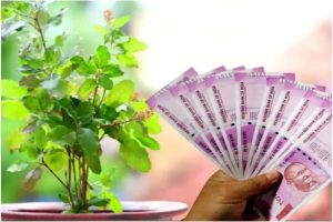 Tulsi Remedies For Wealth