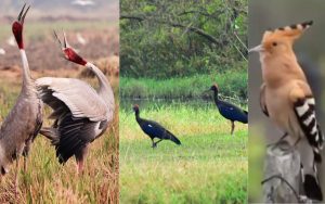 Valmiki Tiger Reserve