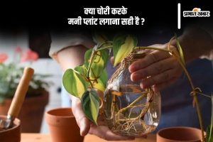 Vastu Tips stealing money plant is auspicious or not