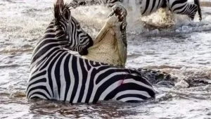 Viral Video Zebra Crocodile