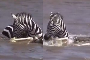 Zebra bites crocodile mouth