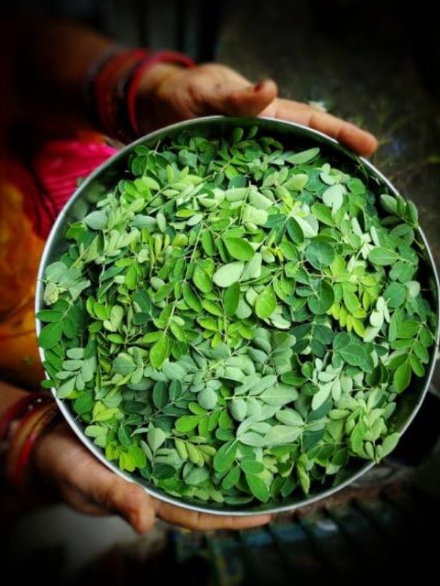 Cropped Moringa Leaf Poster