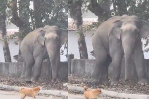 dog barked at elephant