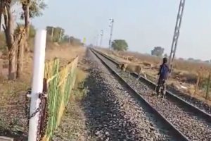 lion crossing railway track