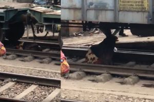 train passed over woman