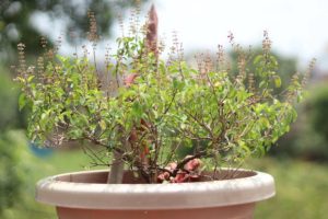 tulsi plant