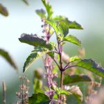 Tulsi Plant Vastu Tips