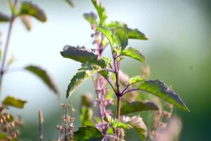 tulsi plant vastu tips