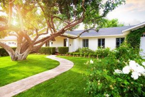 vastu tips for tree