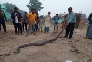 गोपालगंज के इस गांव में फिर मिला विशालकाय अजगर